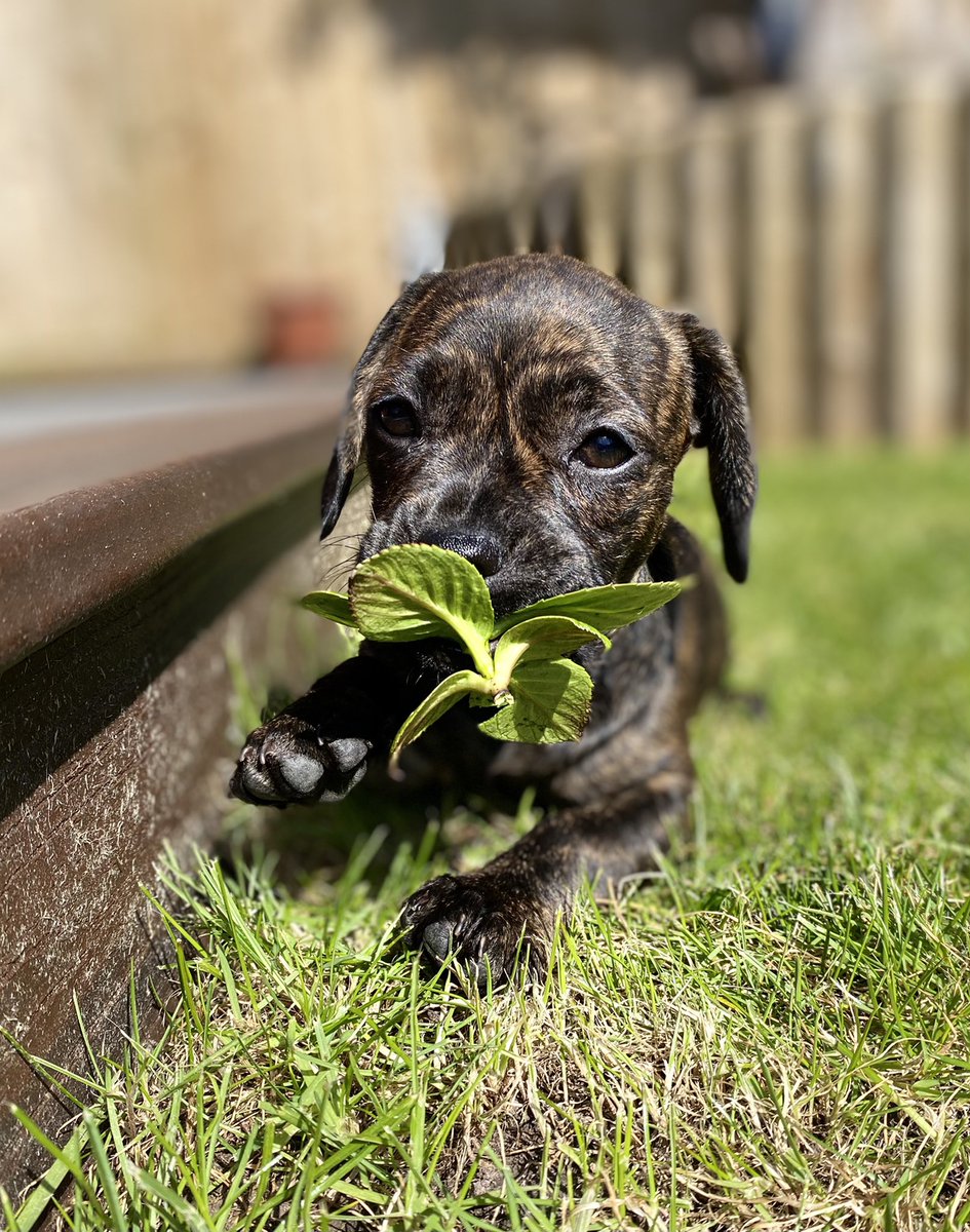 thewickedelk's tweet photo. Coming soon - luxury candles, room sprays, diffusers, wax melts, candle accessories, personalized cards and bespoke resin art. Please vote for us below…. You will also be voting for my cute puppy ❤️❤️❤️https://t.co/NqDYdIGPK6 #ChangingRooms #puppies #resinart #puppylove #Brands https://t.co/sVZubnfTDQ