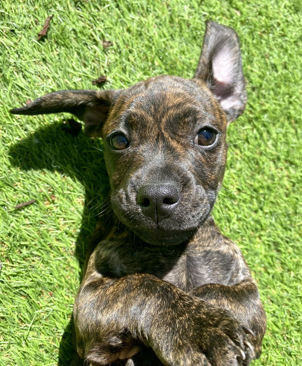 thewickedelk's tweet photo. Coming soon - luxury candles, room sprays, diffusers, wax melts, candle accessories, personalized cards and bespoke resin art. Please vote for us below…. You will also be voting for my cute puppy ❤️❤️❤️https://t.co/NqDYdIGPK6 #ChangingRooms #puppies #resinart #puppylove #Brands https://t.co/sVZubnfTDQ