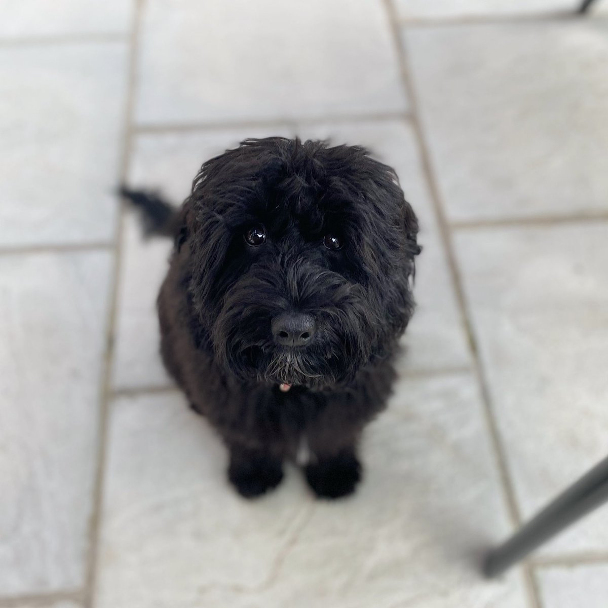 Poppythecavapoo's tweet photo. #dogoftheday @SusanCalman https://t.co/YHZijvMR2B