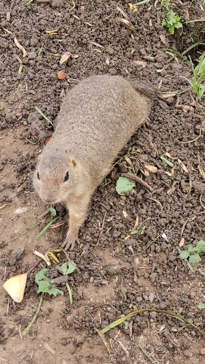 jania456's tweet photo. So happy to have the possibility to see European Souslik, aka European Ground Squirrel 😍 #europeangroundsquirrel #souslik #sysel #NaturePhotography https://t.co/33wvRA9RNO