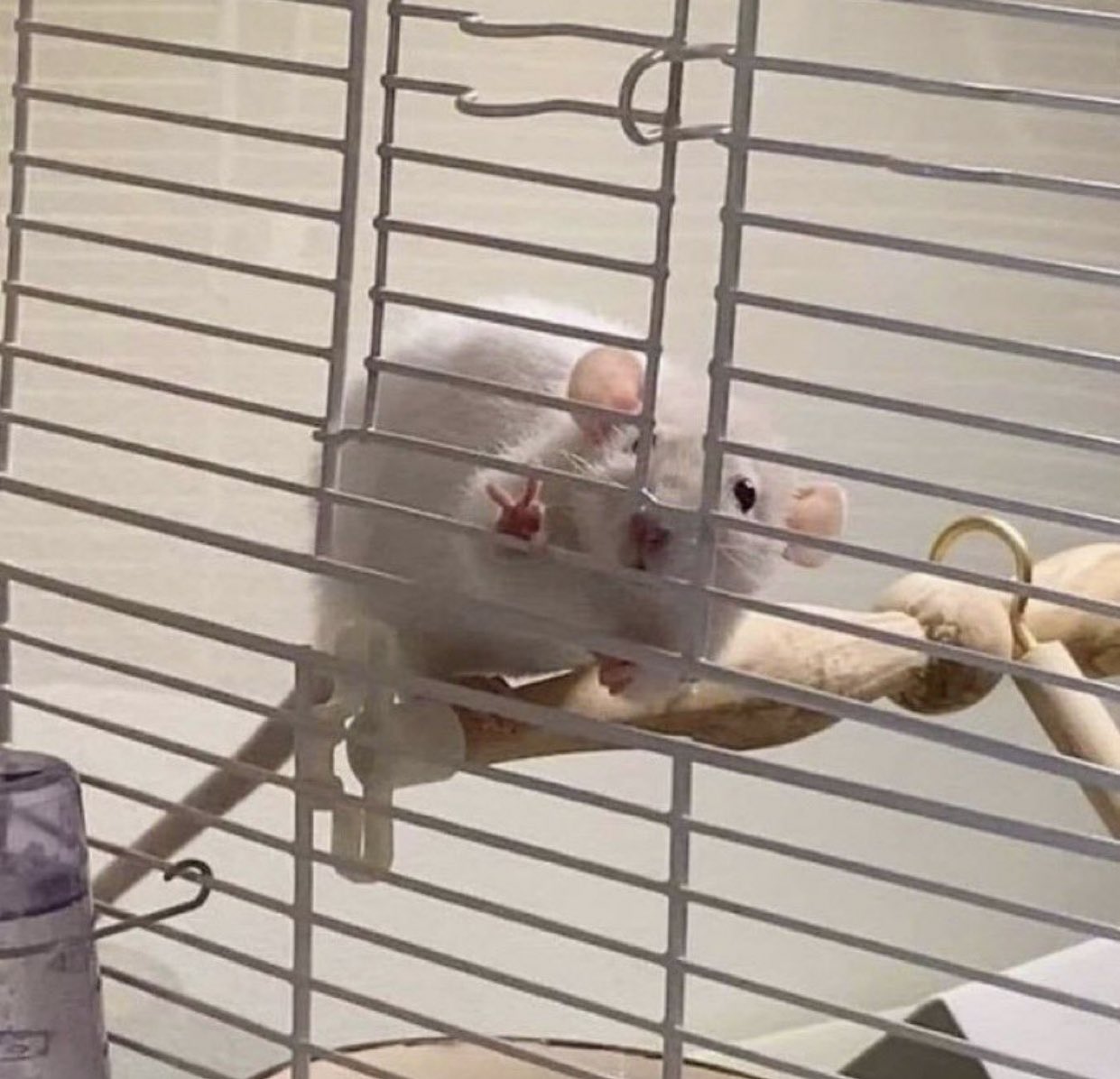 最多情報局 人間に向かってピースを送るハムスターが話題に T Co Yholbmzhu2 Twitter