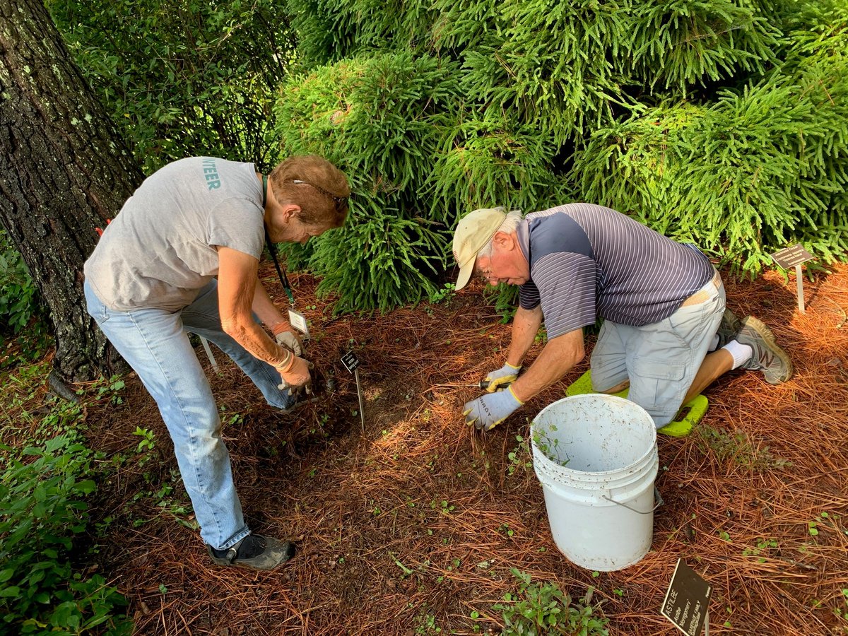 lewisginter's tweet photo. “The Garden would be a jungle without them,” says Liz Fogel,  “Or overrun with weeds, for sure. They’re absolutely indispensable.” 
We love our volunteers! Pictured: Volunteers Susan Bateman &amp; Les Douglas pull weeds:  https://t.co/GwPnSvE72Z #RVA https://t.co/wtAqbtBmrn