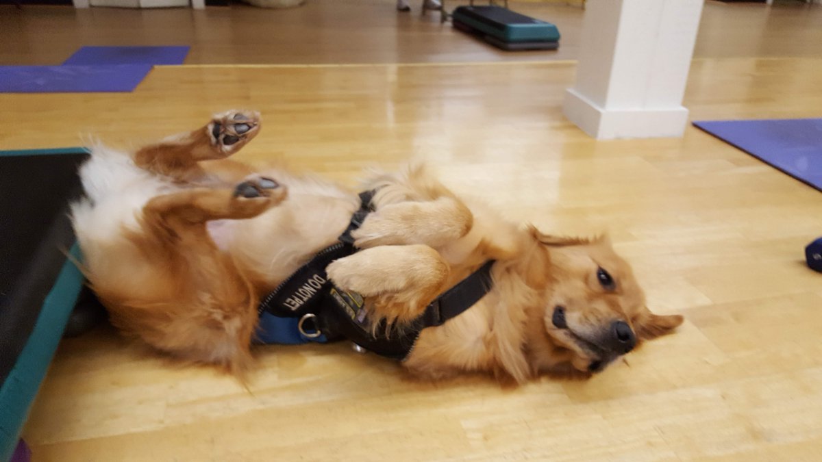 ECADServiceDogs's tweet photo. #Victory likes to start his thursdays with a little ab workout. Does your dog like to exercise too? Share those photos, we love to see them! #stayingfit #ServiceDog #ECADServiceDog #Absofsteel https://t.co/a5IupWcohD