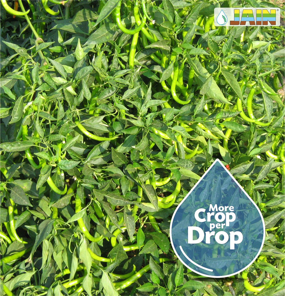 JainIrrigation's tweet photo. Hi-Tech cultivation practices for #ChilliFarming 🌶 by adopting #JainTechnology ✅🌱
Avail the benefits of gaining #BetterYieldGreaterProfits with experts suggested #dripline
#JTurboCascade #JTurboTop #JTurboExcel
#FarmersFirstChoice 👨🏻🌾
#MoreCropPerDrop 🌱💧
#Irrigation #JISL https://t.co/MzDLX7ymhT