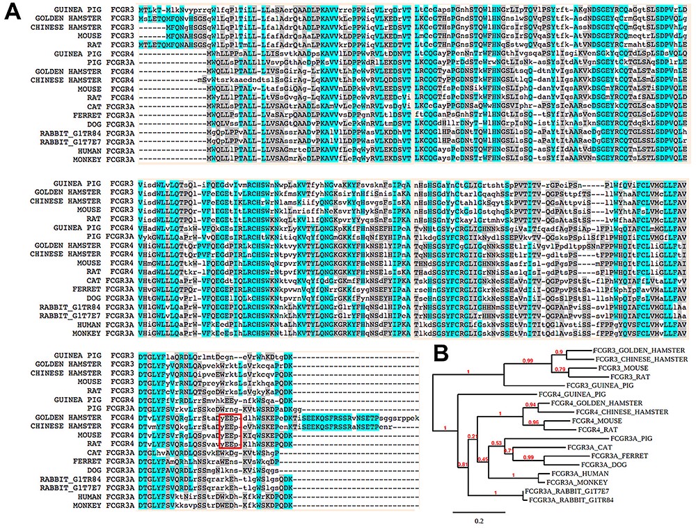 PDF) Cross-species higher sensitivities of FcγRIIIA/FcγRIV to afucosylated  IgG for enhanced ADCC