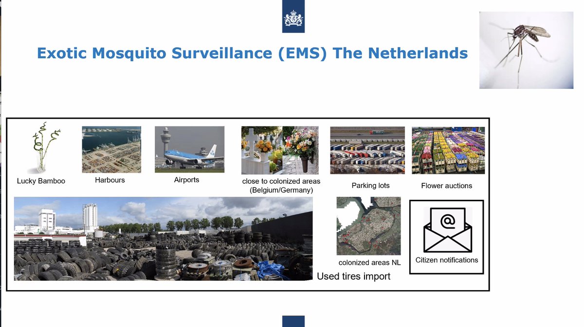 aedescost's tweet photo. 💻Talk: <<Precision real-time monitoring of control activities against Aedes albopictus in urban areas using GIS apps>>.
🗣️ @Ibanez_Bros from @_NVWA #Netherlands is describing their surveillance system for controlling #mosquito population, also as part of the #AIMSurv campaign 🦟 https://t.co/7Z1zOlCp7M