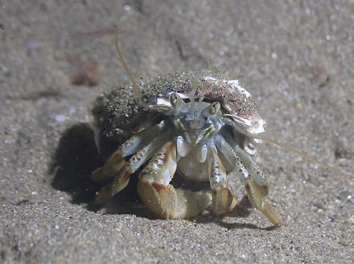 marinebryology1's tweet photo. A very friendly looking Pagarus bernhardus Hermit Crab in Cawsand Bay last week. I floated just next to him for about 10 minutes while he went about his crabby business π¦#ukdiving #hermitcrab #cornwalldiving https://t.co/kG6u7147st
