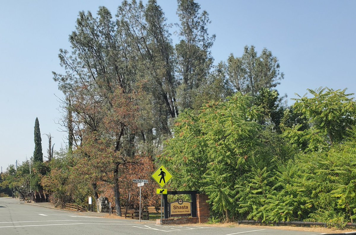 _AlleyAwesome's tweet image. Shasta, burn scar from 3 years ago, with new growth and smoke from the fires around #Shasta #shastatrinity #MonumentFire