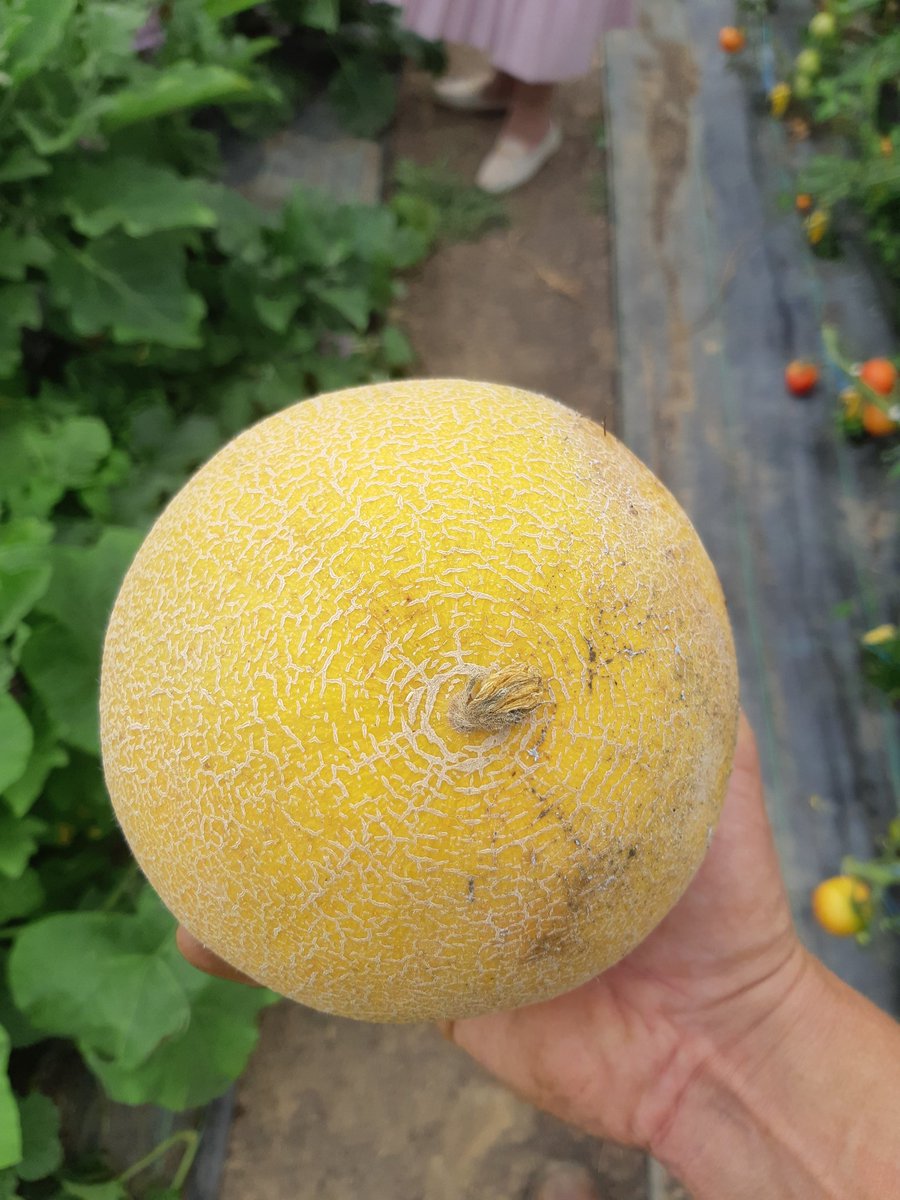 DickyWood1's tweet photo. I grew a melon.
#chuffedwiththat https://t.co/Ip6kX5wCeo