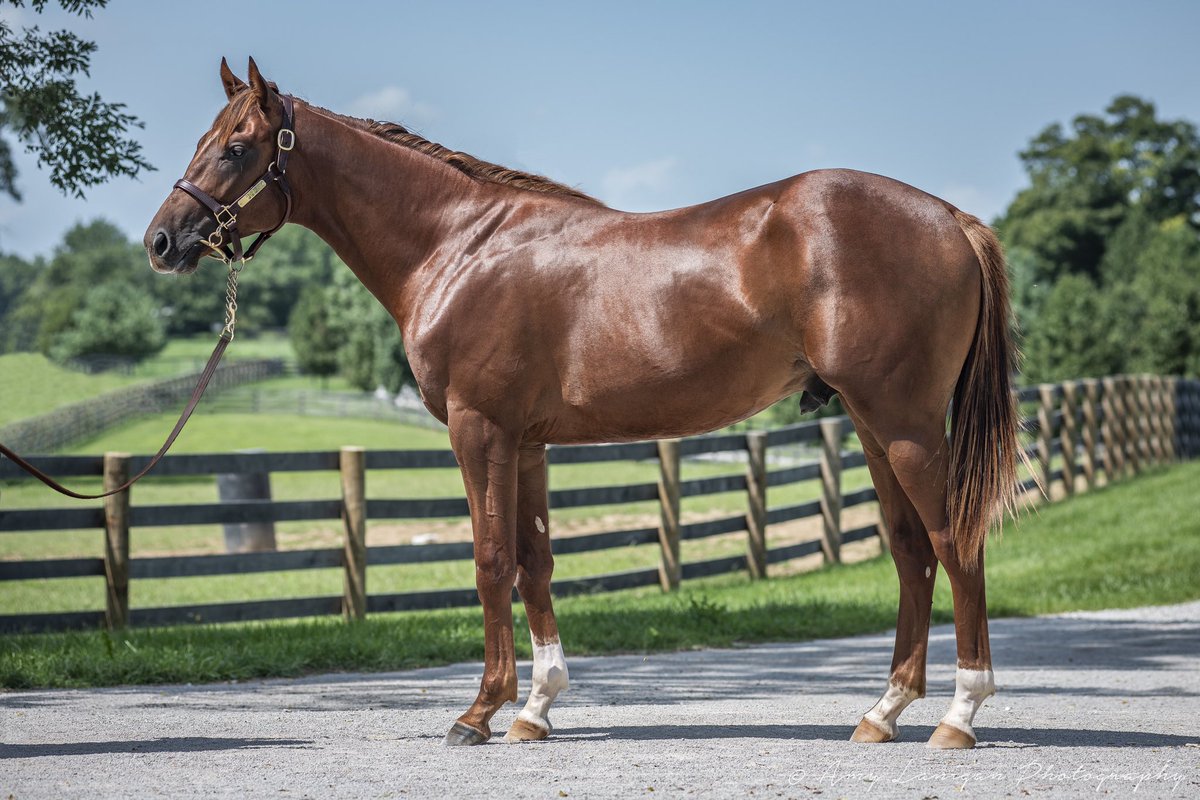 amylanigan1's tweet image. Hip 1489 - good-looking colt from the first crop of @AirdrieStud stallion COLLECTED, from the family of G2wG1p WORKIN FOR HOPS (by City Zip). Selling with Garrencasey Sales @keenelandsales September Sales. #speedmachine 🏇🏻💨🚀 @emmatquinn