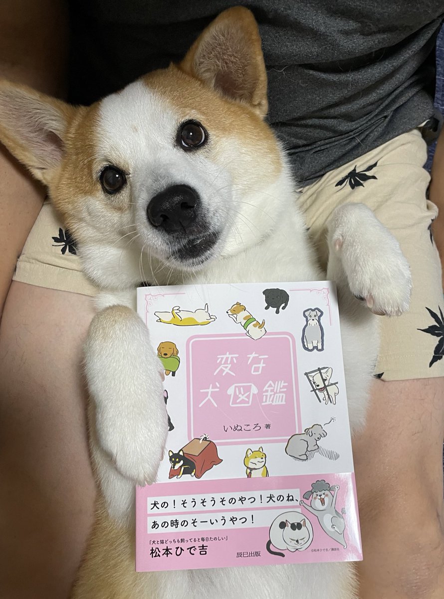 変な犬図鑑 Twitter Search