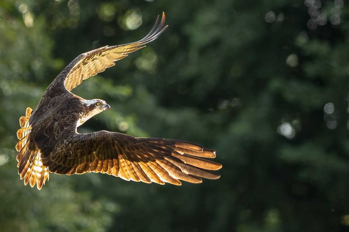 CliveBurns5's tweet photo. #osprey aborted #dive #sunset #RSPB #Autumn #BBCWildlifePOTD #nature #naturephotograpahy #birds #birding @_BTO @WildlifeMag @NatureUK @Natures_Voice #raptors #TwitterNatureCommunity https://t.co/9w6Z3P9kqR