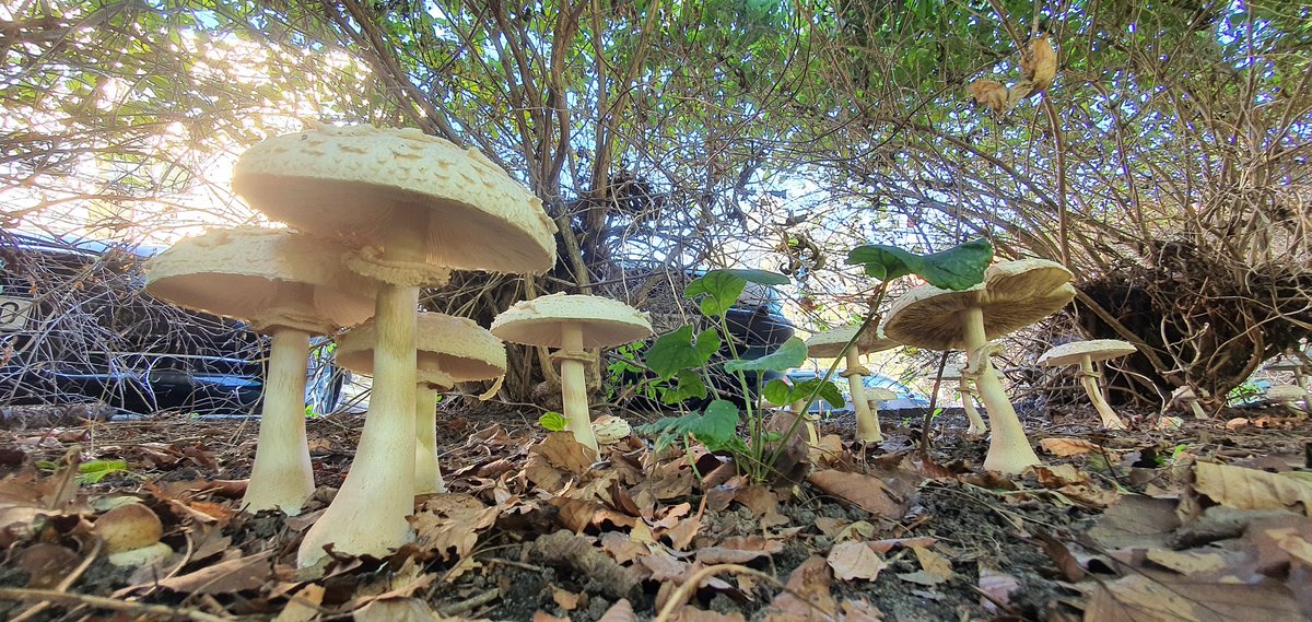 MassiveBalustr1's tweet photo. #mushrooms #mycology #fungi #sweden https://t.co/wu71UYjhOL