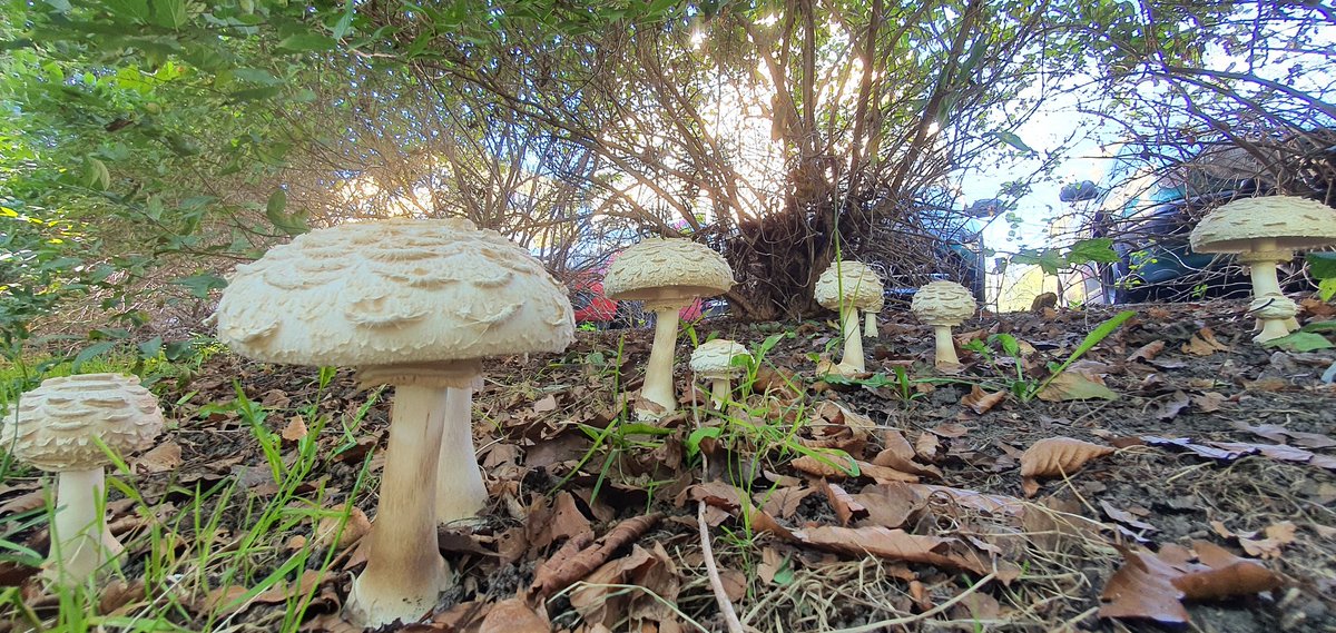 MassiveBalustr1's tweet photo. #mushrooms #mycology #fungi #sweden https://t.co/wu71UYjhOL