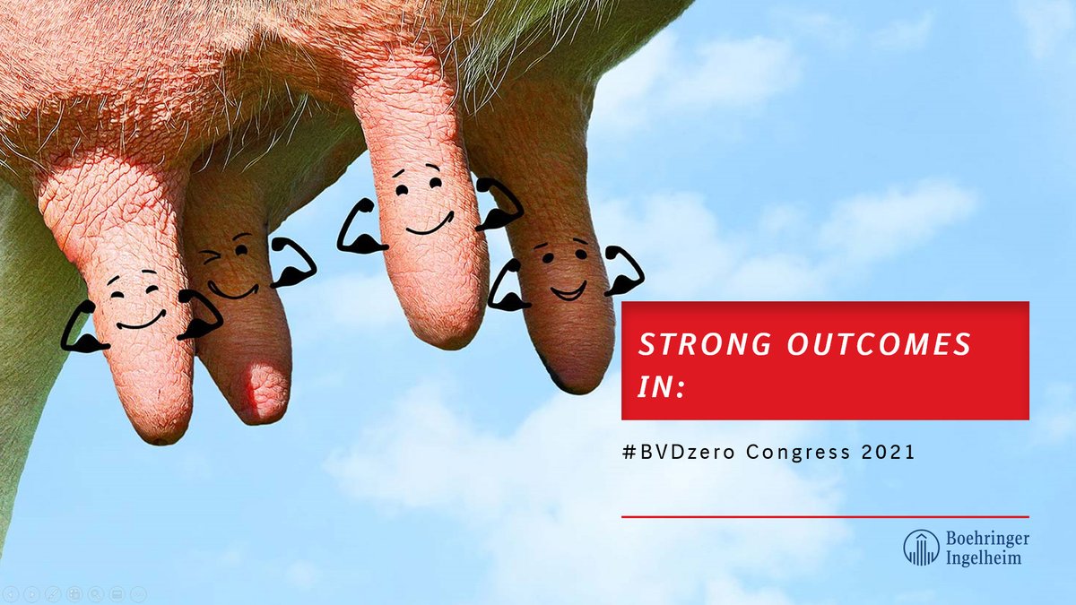 CattleFirst's tweet photo. We are delighted to share with you the recorded sessions of our #BVDzero Congress 2021! In keeping with the current focus on biosecurity, the congress was a 1-day virtual event, allowing >300 people to register from 28 countries where #BVD is of focus. https://t.co/IfSxmjXGMP https://t.co/A4JlEE5WBG