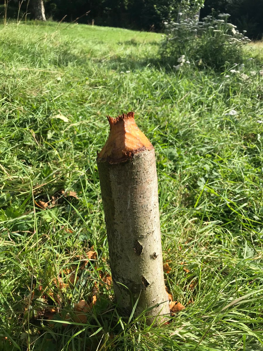 eastdevon's tweet photo. The first beaver activity in an East Devon town has been confirmed in Honiton. A felled apple tree in a community orchard means at least one beaver is in the Gissage.
https://t.co/vwsvK3UxAB
@devonwildlife
#beaver #Honiton #EastDevon #wildlife https://t.co/PV60f5vvhX