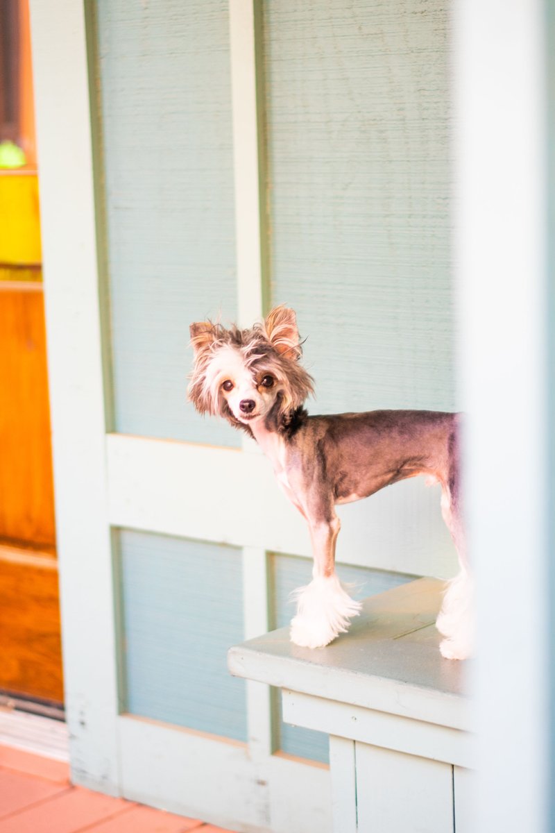 xoxo_zeus's tweet photo. Oh hello Thursday! Let’s make the best of you! 
xoxo 💙Zeus 
.
.
#dogsoftwitter #desertdog #puppygram  #dogscorner  #dogsgram #chinesecrested #puppy #dog #dogsofinstagram #puppylove #dogs #puppiesofinstagram #dogstagram #instadog #puppies #dogoftheday #cute #doglover https://t.co/4jTqNbl83b