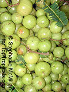 toptropicals's tweet photo. #Emblica officinalis - Amla is small to medium size tree. It has many desirable properties, including medicinal. It is the one of richest known source of vitamin C, a major ingredient of Chavyanprash - Ayurvedic tonic.
https://t.co/htNxku82nE
#ethnomedicalplants
#ThursdayThoughts https://t.co/QxPSC829Di