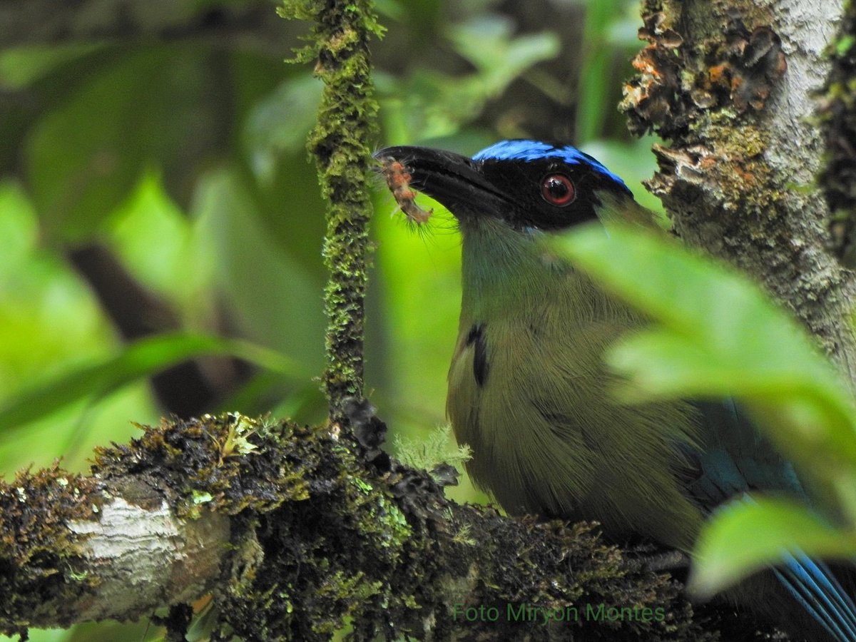 MiryonMontes's tweet photo. Momotus aequatorialis
#avesdelmacizocolombiano
#ALTOYUMA https://t.co/6FLBStLq80