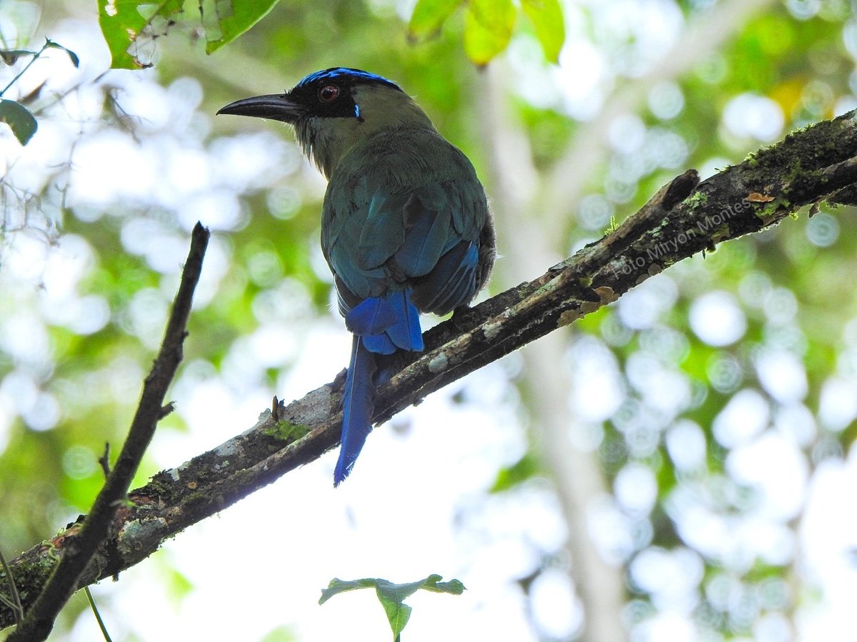 MiryonMontes's tweet photo. Momotus aequatorialis
#avesdelmacizocolombiano
#ALTOYUMA https://t.co/6FLBStLq80
