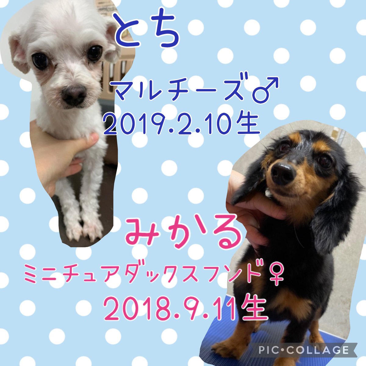 hogocafe_tachi's tweet photo. 明日から里親募集となる新メンバー達です☺️

素敵な家族が見つかりますように💕

お問い合わせは
保護犬カフェ立川店までお願い致します。
⚠️SNSでのメッセージは対応致しかねます
℡042-519-3452

#保護犬カフェ立川店 #ラブファイブ #里親募集中 #dog https://t.co/x7sGlkWG5l