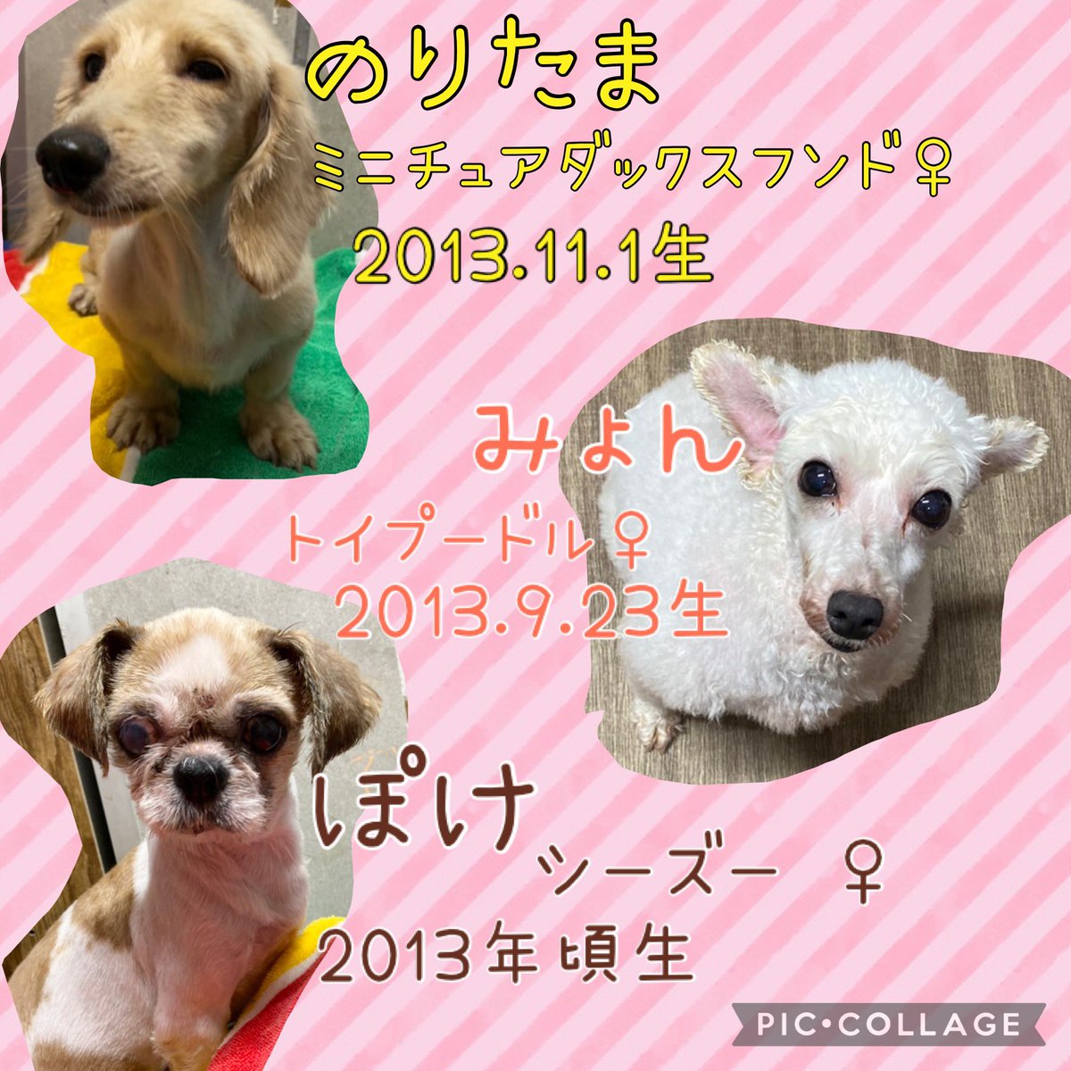 hogocafe_tachi's tweet photo. 明日から里親募集となる新メンバー達です☺️

素敵な家族が見つかりますように💕

お問い合わせは
保護犬カフェ立川店までお願い致します。
⚠️SNSでのメッセージは対応致しかねます
℡042-519-3452

#保護犬カフェ立川店 #ラブファイブ #里親募集中 #dog https://t.co/x7sGlkWG5l