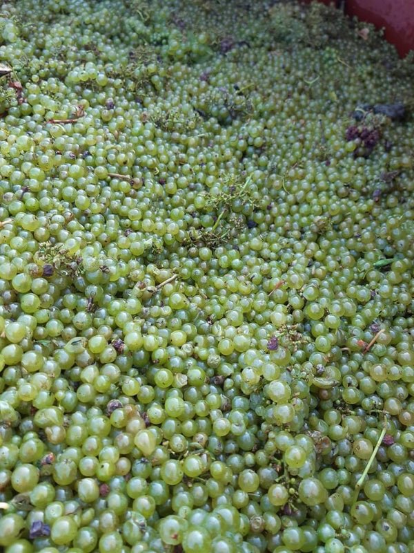 La Coopération Agricole - Vignerons Coopérateurs tweet media