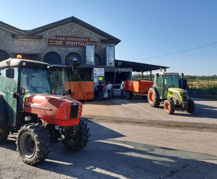 🍇🍷 La mascotte des Vignerons de Montaud supervise la #récolte2021 #cavecoop #vin #raisin #vendanges #occitanie