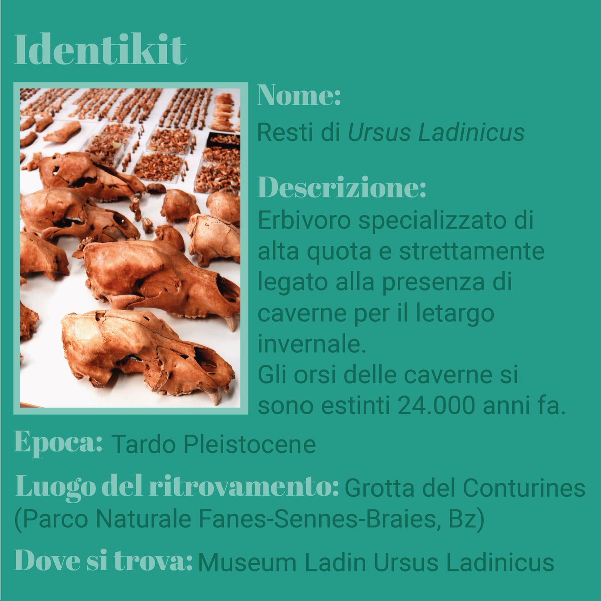 MuseoDolom_it's tweet photo. ❌🔎 La Caccia all'oggetto nei #dolomitesmuseum oggi si ferma al:

🐻Museum Ladin Ursus Ladinicus

☠️Gli oggetti che vi invitiamo a scoprire sono i resti dell'Ursus Ladinicus, un antico abitante di queste montagne!

@DolomitesUNESCO https://t.co/ZDsrDG3nST