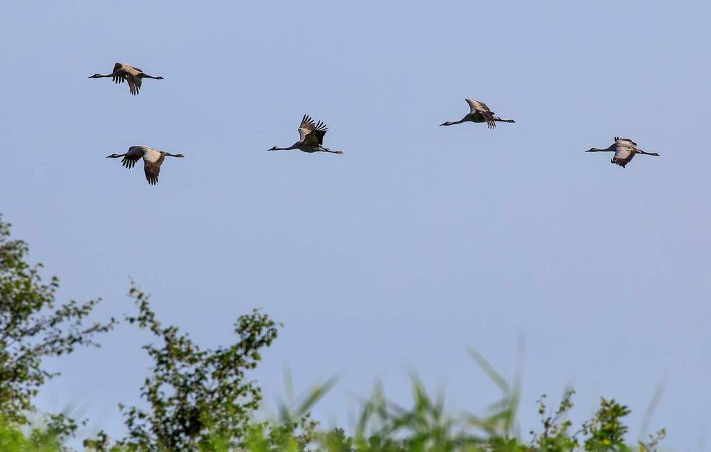 creationimages's tweet photo. Incredibly lucky to see some of our small UK breeding population of European Crane this summer and excited to read the great news about Oxfordshire’s first chick in 500 years @rspb_love_nature Otmoor #crane #grusgrus #conservationinaction #conservationsu… https://t.co/AX61T3RNEy https://t.co/EpvK19SrUr