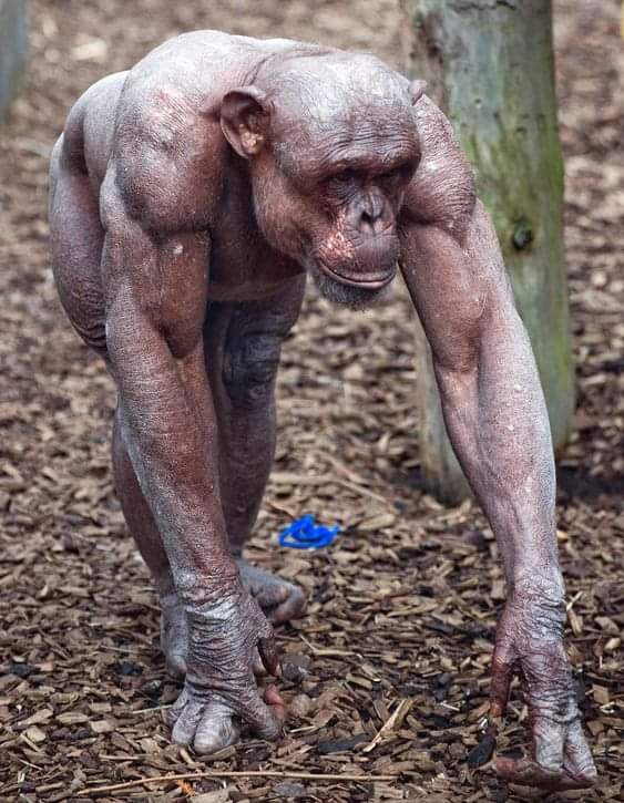 Adam's Genetics tweet media