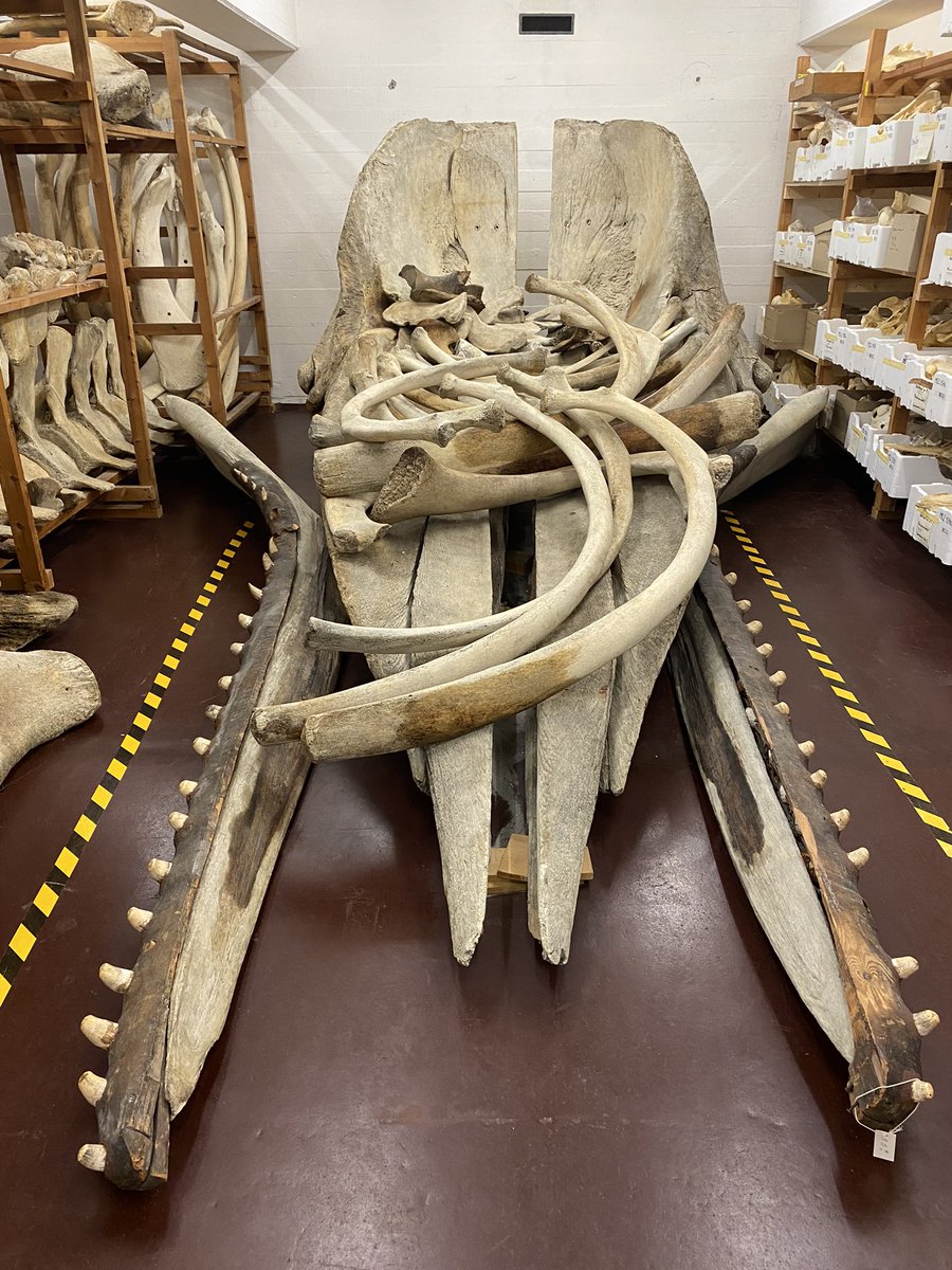 sgselvantharan's tweet photo. A little getaway to the mammal collections @NHM_Denmark #ilovemyjob https://t.co/TPRhcBd1C3