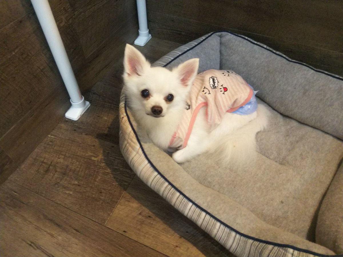 保護犬カフェ 鶴橋店 V Twitter 里親募集中 ミルク チワワ 男の子 13歳 ベッドでまったり 13歳に見えない童顔で抱っこも好きなミルクおじぃちゃん 06 4309 8715 保護犬カフェ鶴橋店 里親募集中 殺処分ゼロ ラブファイブ 大阪 鶴橋 チワワ 保護犬
