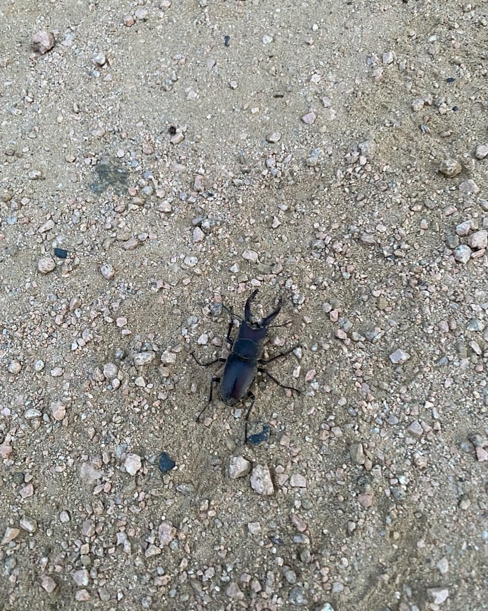 StrayKidsGlobal's tweet photo. [210902 IG UPDATE] 3/3

Trans:
"M/V🎬 Goblin and stag beetle👍
#LeeKnowIsCute #Nature #IsNice!"

🔗: https://t.co/f31owCIoX7

@Stray_Kids #StrayKids #스트레이키즈 #スキズ #NOEASY #소리꾼 #Thunderous https://t.co/GFNHoeBwof