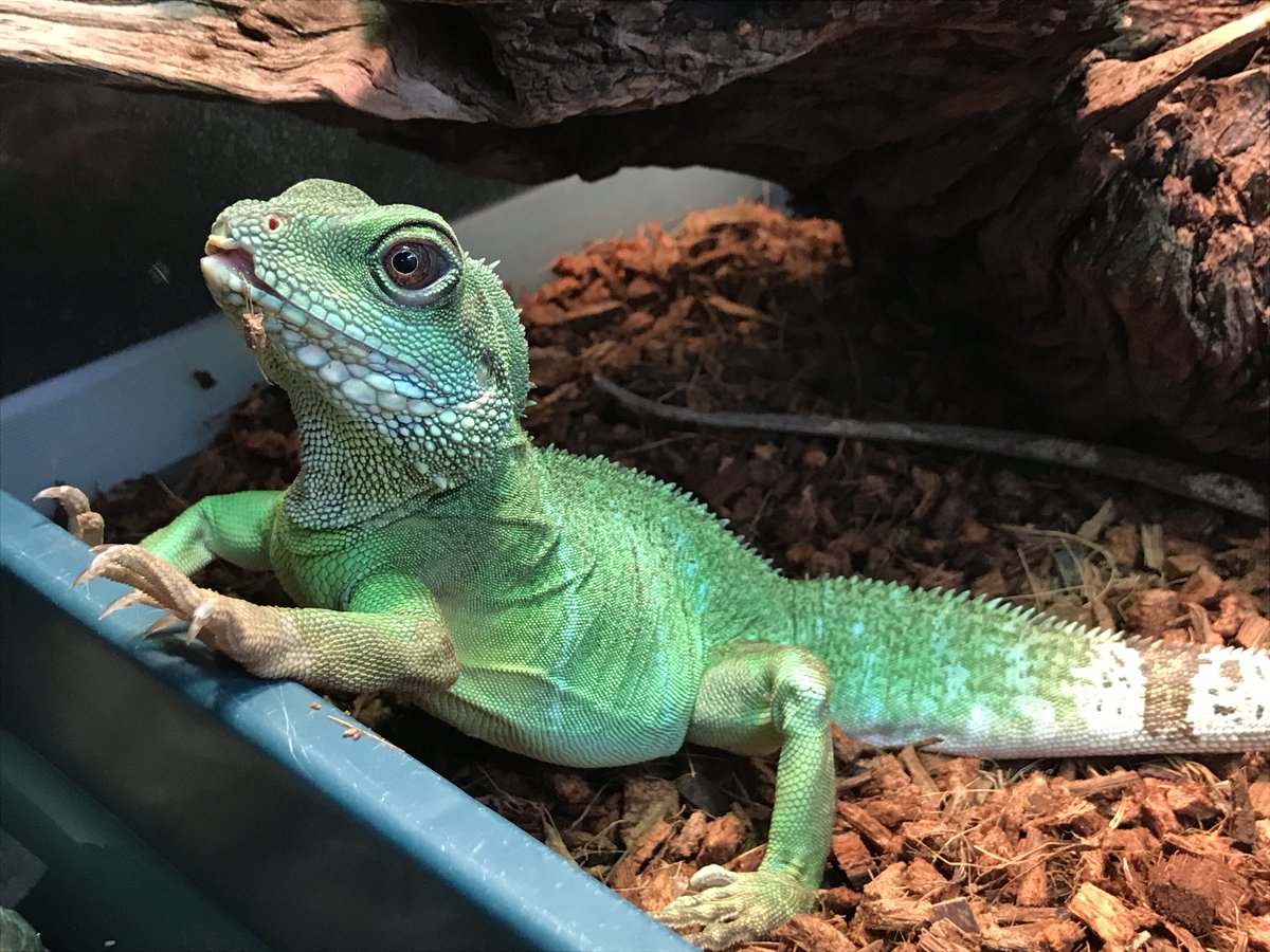 足立区生物園 以前ミンダナオミズオオトカゲを紹介しました オオトカゲが展示開始される前はインドシナウォータードラゴンが展示されており 今はバックヤードで元気に過ごしております 写真は餌を食べ終え バスキング 日光浴 中の様子です 足立区 足立区生物園 以前ミンダナオミズオオトカゲを紹介しました オオトカゲが展示開始される前はインドシナウォータードラゴンが展示されており 今はバックヤードで元気に過ごしております 写真は餌を食べ終え バスキング 日光浴 中の様子です 足立区
