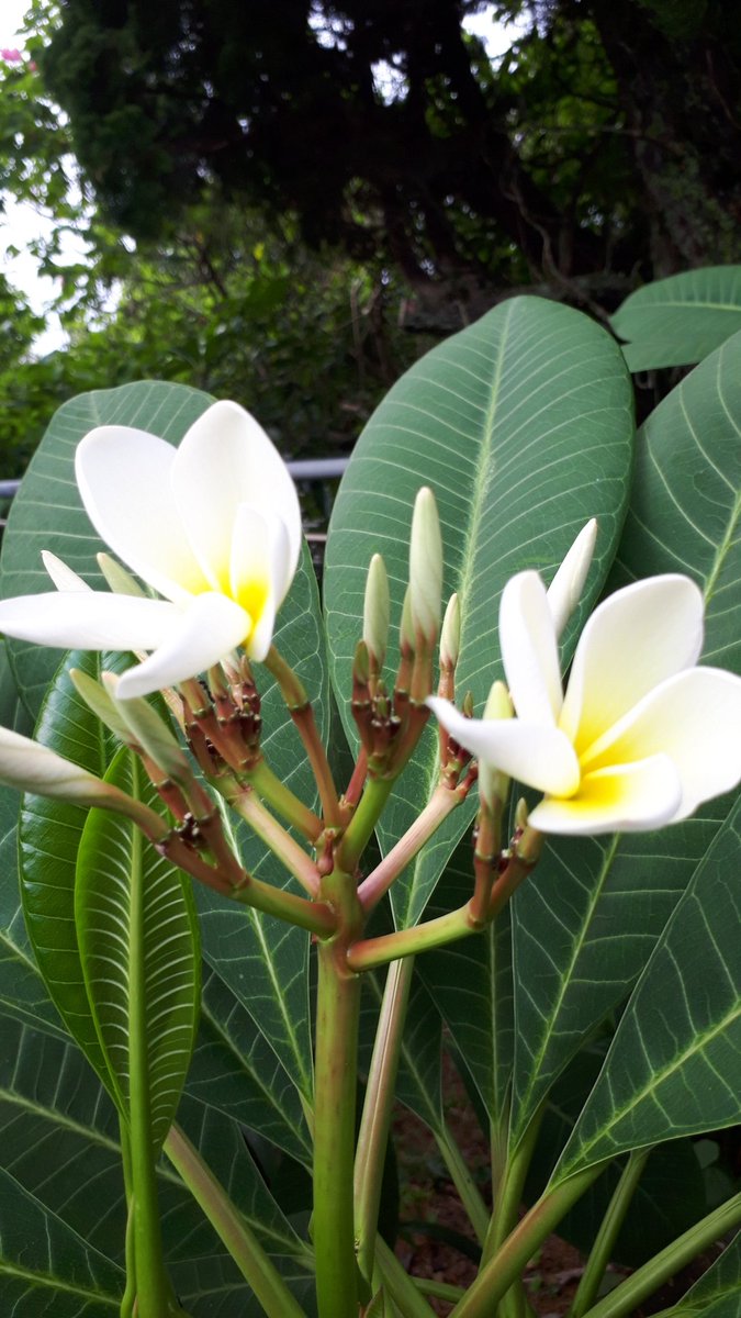 八丈島 樫立 千両 待ったらら 待ってたよ プルメリアの開花 ノ 昨年 鉢植えから地植えにしたので 咲くかなぁとずっと気にかけていました 二枝だけに花芽が出ています 坂下の方が開花が早いですね