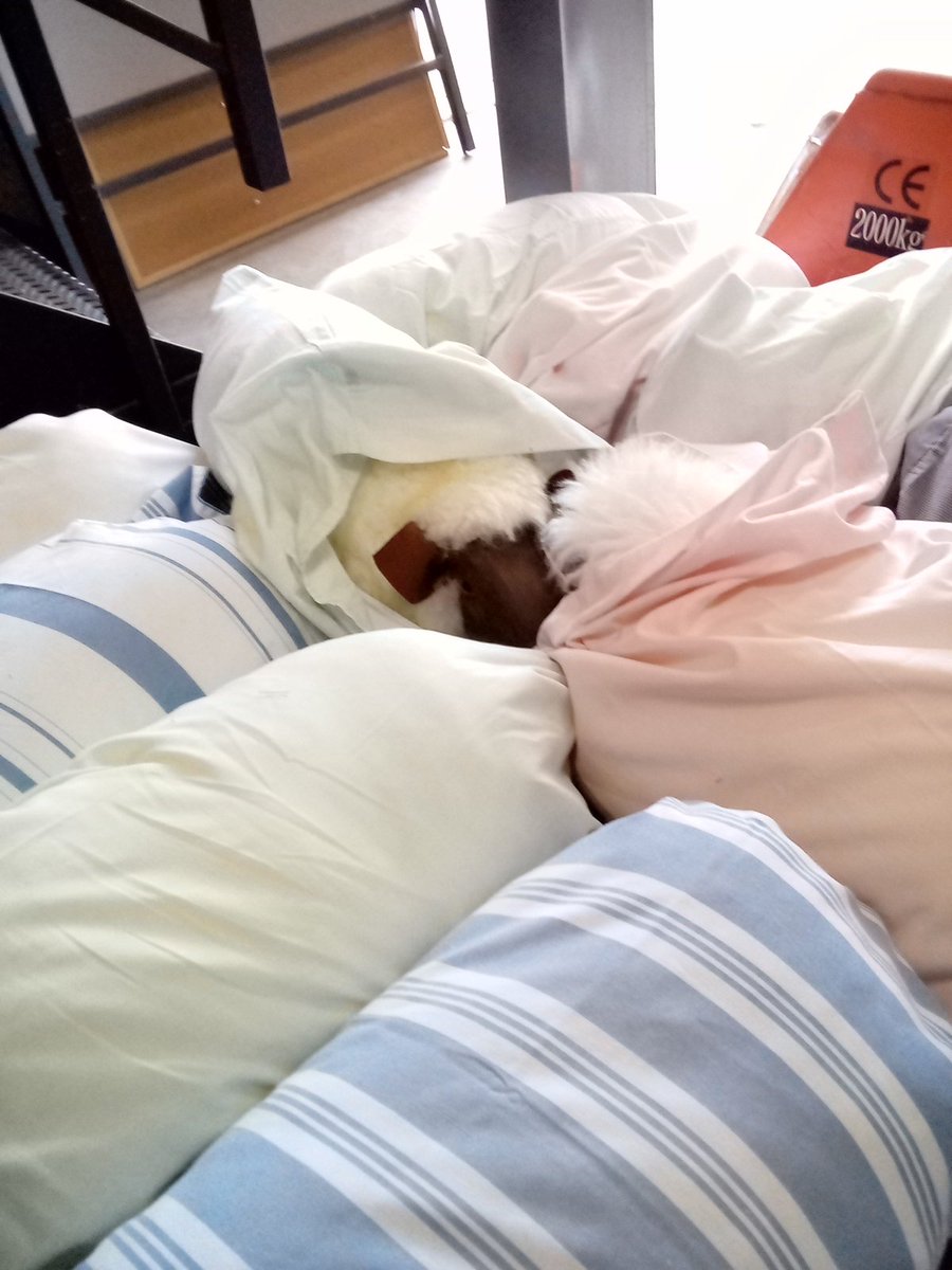 Sheep_seats's tweet photo. Plastic free packaging.
Doing my bit for sustainability! My Mirabelle delivery to @HighgroveGarden yesterday was clad in repurposed pillow cases rather than plastic bags to keep then dust free in the warehouse. Hopefully they will hang onto them so I can reuse them again. https://t.co/S1j4erI0WQ