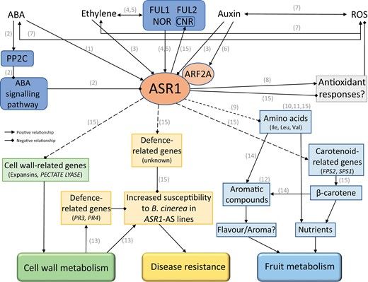 ASR1 transcription factor is an important auxiliary regulator of tomato fruit ripening and is involved in #fungal susceptibility by Pia Guadalupe Dominguez <a href="/fercarrari/">Fernando Carrari</a> and colleagues <a href="/CONICETDialoga/">CONICET Dialoga</a> <a href="/MPIMP_Potsdam/">MPIMP Potsdam Golm 🌱🧪</a> 
 #Botrytis  #fruitripening #tomato