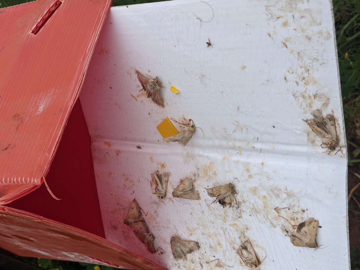 whatbugsyou tweet media