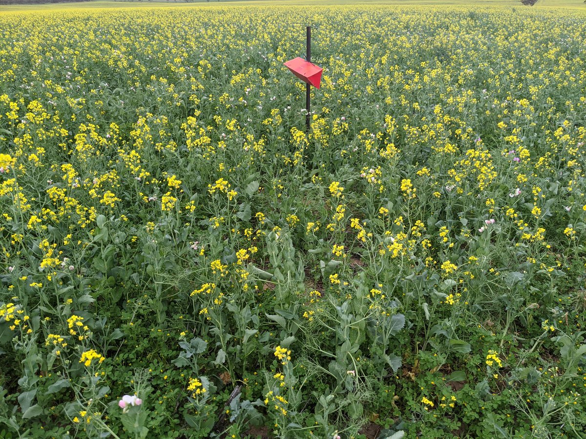 Benifits of #multispecies crops, average of 3 native budworm / trap in peaola  last night, 7 in peas. <a href="/Ag_Excellence/">Ag Excellence</a> <a href="/SANoTill/">SANTFA</a> #mixedspeciescovercrops project funding from @AusLandcare