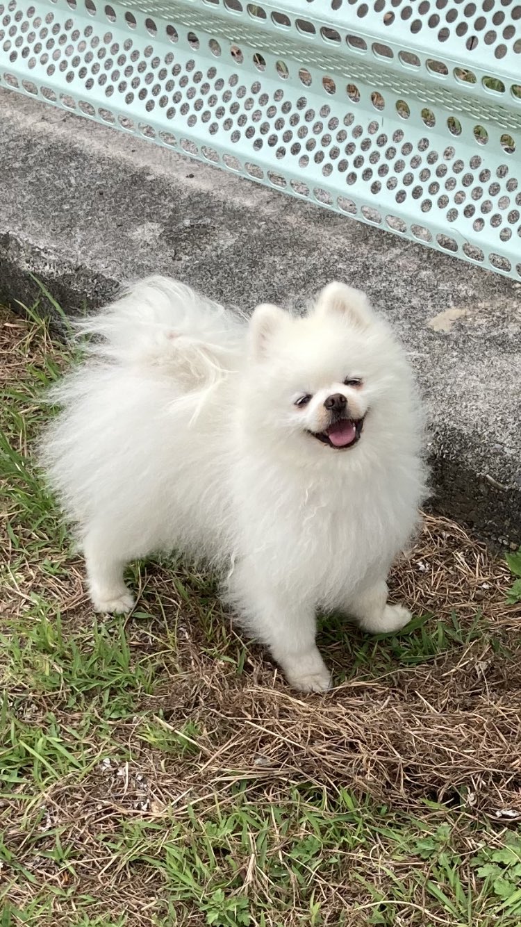 Tweets With Replies By タレ目の犬 ポメラニアン Pomeranian15 Twitter