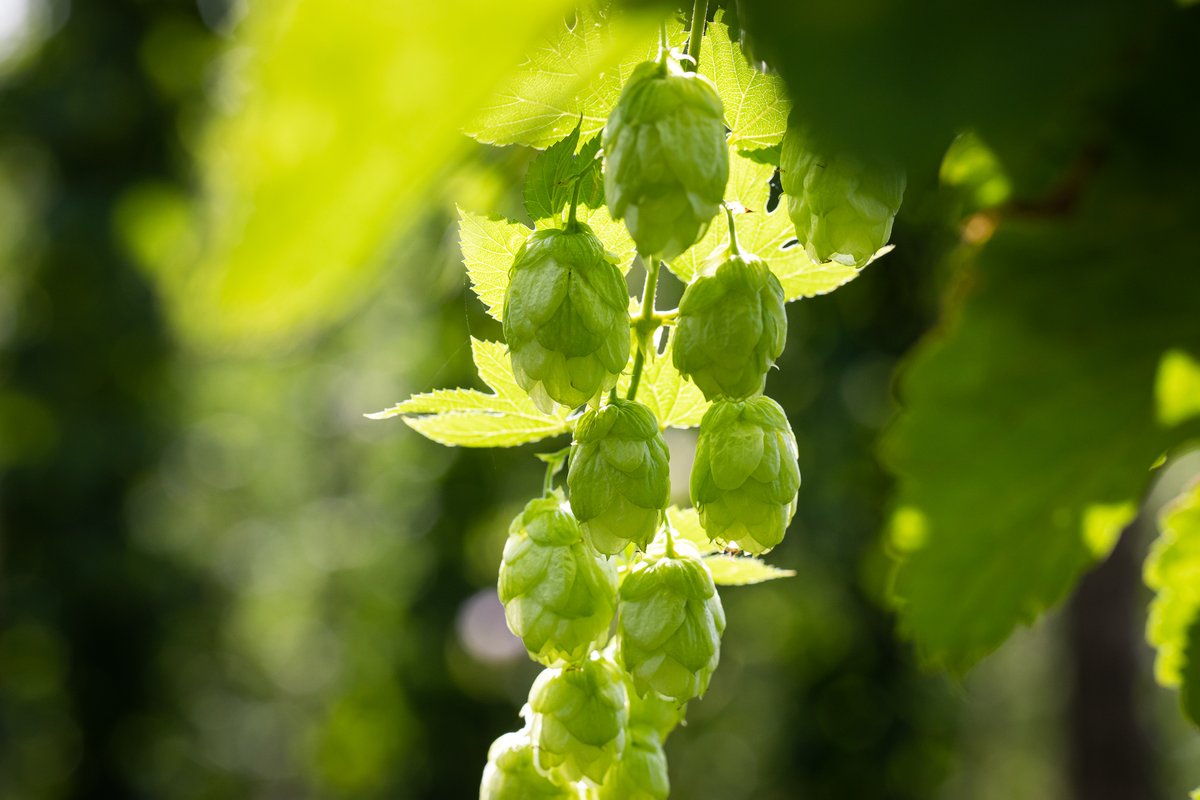larkins_brewery's tweet photo. In the cool green of the rustling hop garden.... Great news that it will be warming up this weekend perfecting maturing conditions, in time for the harvest 😀
#fieldtoglass #larkinsbrewery #craftbeer #realale #hops #hopgarden #humuluslupulus #hopharvest https://t.co/0EJS2jG0Kx
