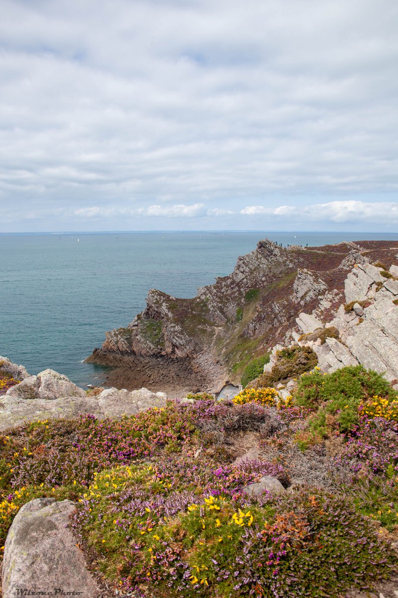 WilzonePhoto's tweet photo. Photo prise lors d'un séjour en bretagne. (Cap d'Erquy) 
Version HD : https://t.co/j1ffewgW0Q
Site : https://t.co/2iXXdcPgmY
#Wilzonephoto #WKebab #Bretagne #Côte #Erquy #Caperquy #bruyère #Landscape #seascape #Frenchscape https://t.co/J3oTx7cA3o