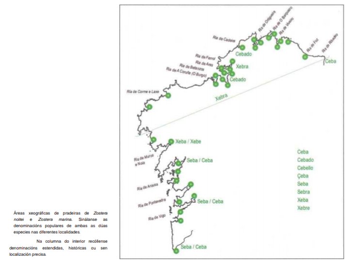 rama_miguel's tweet photo. @zosteco ' A Galicia verde esquecida'
[Pdf ] Revista #Grial n.224 (out.-dec.2019);p.147-155. pdf
#Zostera #Sebal
 https://t.co/F8nY4dQPHh https://t.co/EZUxh7QP7z