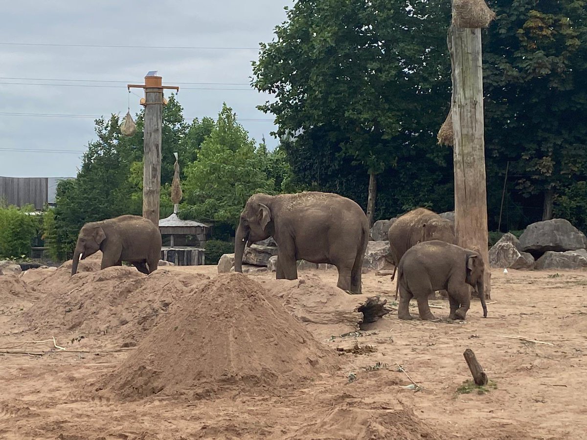 CareMerseyside's tweet photo. Our Health and Wellbeing Coach Stuart reached his daily 10,000 step goal around @chesterzoo yesterday. We would love to see your pictures of being out and about. #stepintoseptember #walkingchallenge https://t.co/PCX2z36dkB