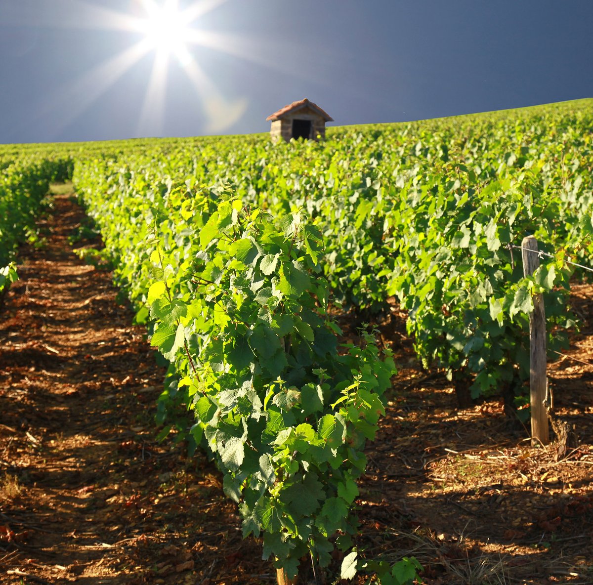 La note stratégique de la filière Vin face au changement climatique est téléchargeable sur le site de l’IFV. Elle s’appuie sur le programme Laccave et la contribution de plus de 600 acteurs de terrain de tous les bassins viticoles.  
vignevin.com/article/strate…
@vignevinfrance