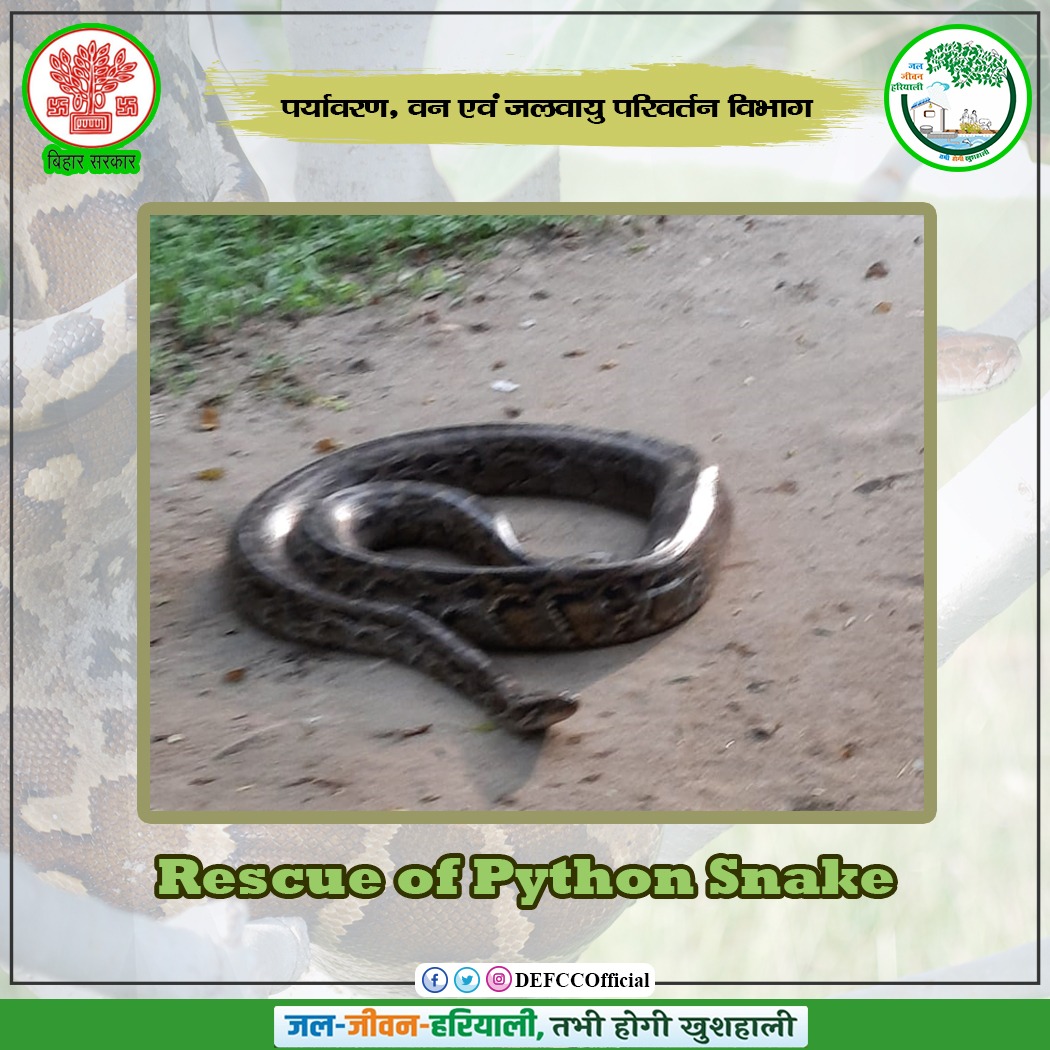 With proper care and alertness, Araria Forest Division of the @DEFCCOfficial, Bihar safely rescued a Black Python of length 8.2 feet and weight 17 kg from Bhargama block area of Araria district.

#ArariaVanPramandal #BiharVanVibhag #SafelyRescued #GreenHaiBihar #HariyarBihar