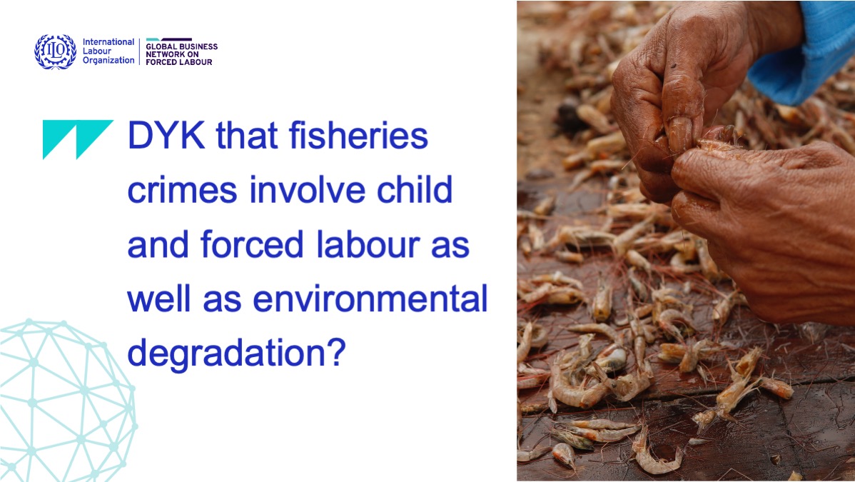 Our latest #podcast episode featuring @WWF expert @CoreyLNorton looks at how #ForcedLabour, #ChildLabour and environmental degradation occur together in #crimesinfisheries. Don't miss it! flbusiness.network/second-podcast…  #FutureWithoutForcedLabour #EndChildLabour2021