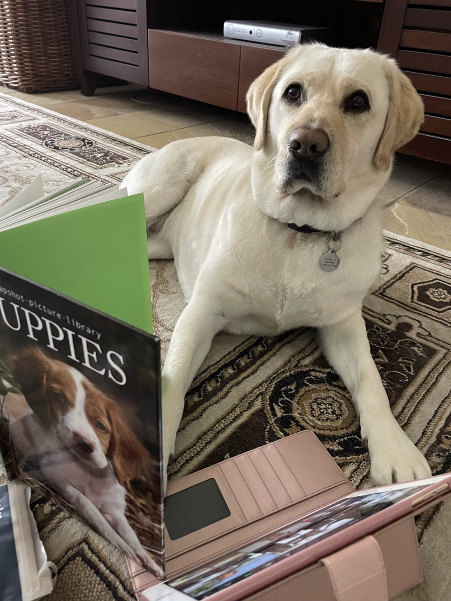 Enjoyed Zoom sessions with my friends today. #quinnellafernhill #therapydog #dogsofdoe #dogsofthedoe #NSWDeptofEducation #lovewhereyouwork #lovewhereyoulearn #guidedogs
