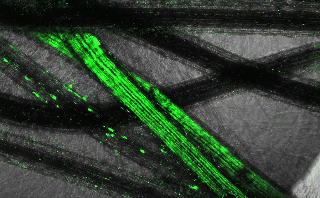 Blackleg_Hub's tweet photo. Great new work taking place in our DeS BL blackleg project to look at how Pectobacterium (in green) infects potato root systems using the latest in confocal microscopy @JamesHuttonInst https://t.co/mXQXtnVO4z